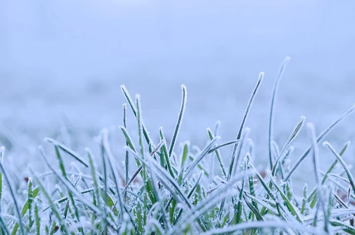 vinter - græs